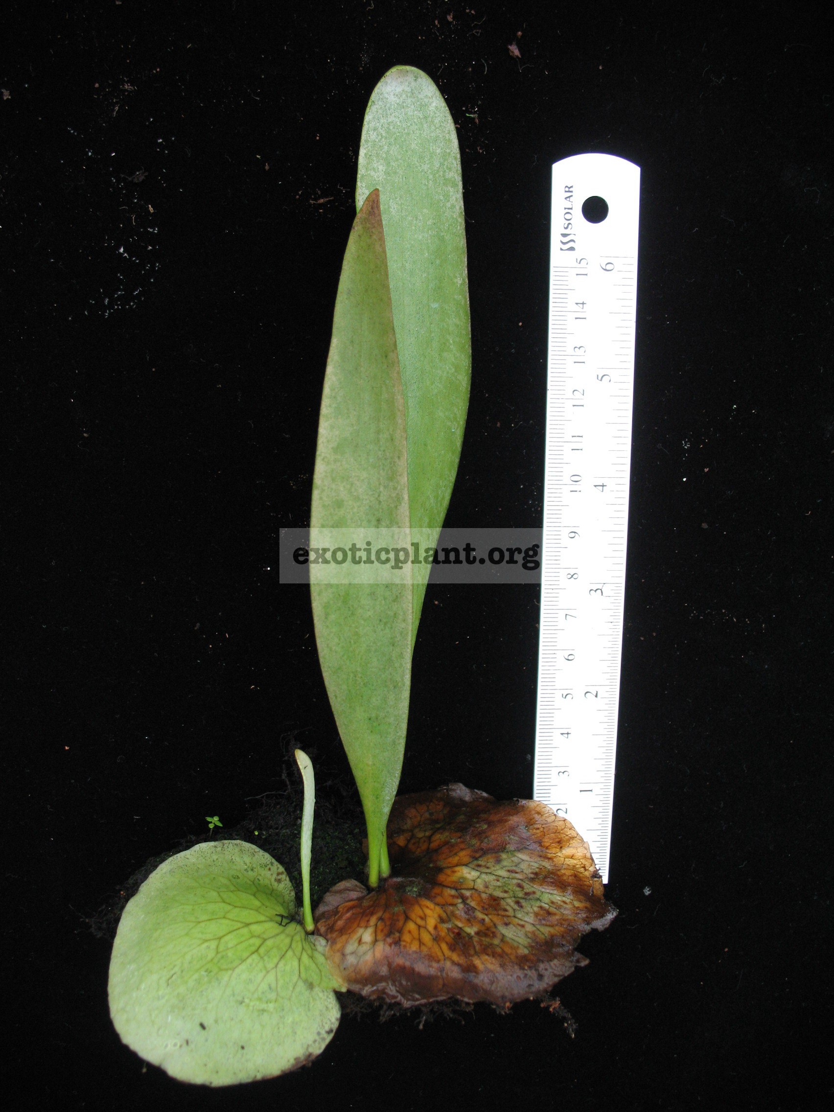 Platycerium ellisii ‘Madagascar’ 30