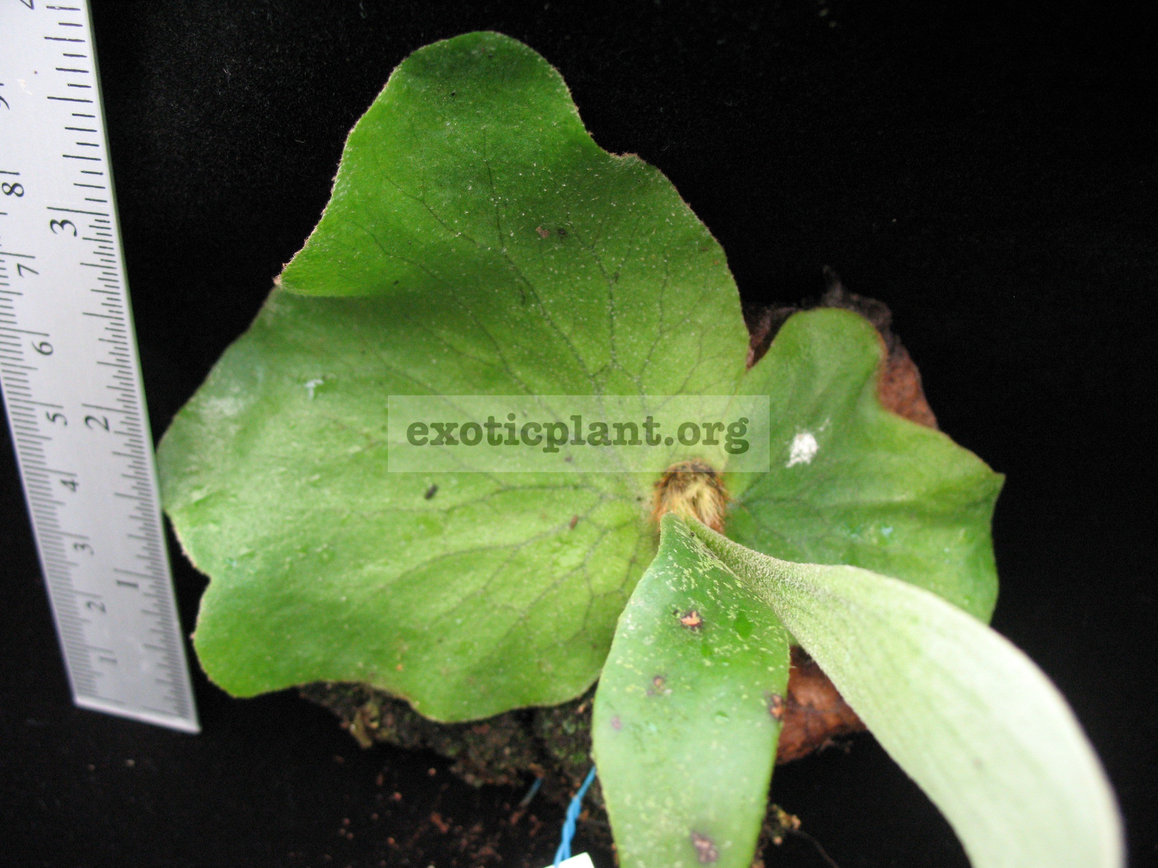 Platycerium stemaria (wax leaf) 35