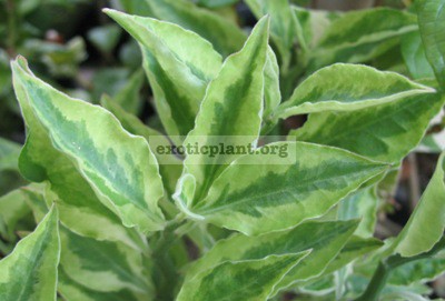 Pedilanthus Zigzag Lime (narrow leaf) 12
