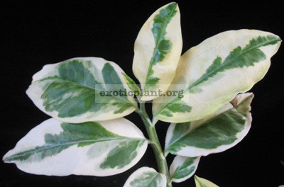 Pedilanthus tithymaloides ‘Variegatus’ (selection) 12