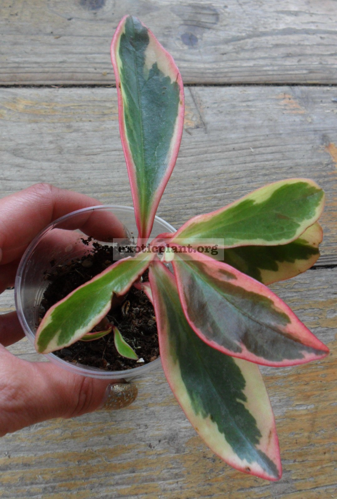 Peperomia magnoliaefolia variegata 10