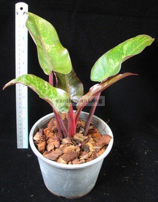 Philodendron Emerald Red Mosaic 75