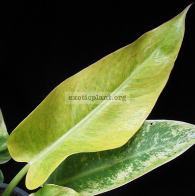 Philodendron Golden Spear 30
