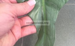 Philodendron Silver Metal