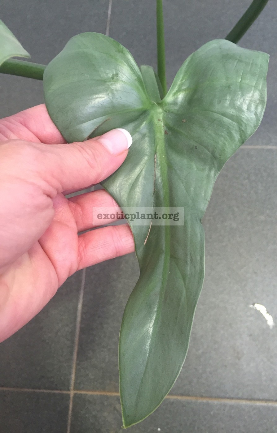Philodendron Silver Metal 10-30