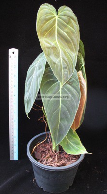 Philodendron andreanum / Филодендрон Андрэ  25-50 (по цене 25 временно к заказу недоступен)