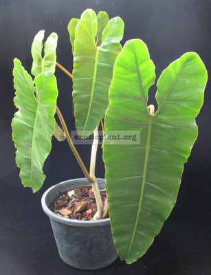 Philodendron billetiae 30-45