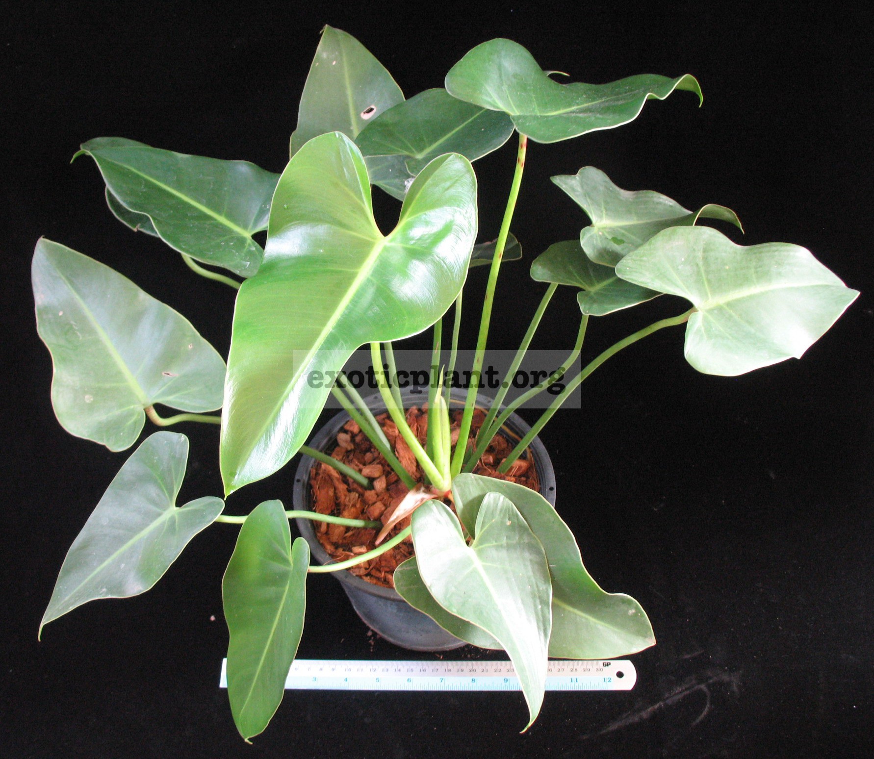 Philodendron corcovadense 30-44