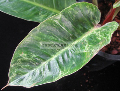 Philodendron melinonii Mosaic 75
