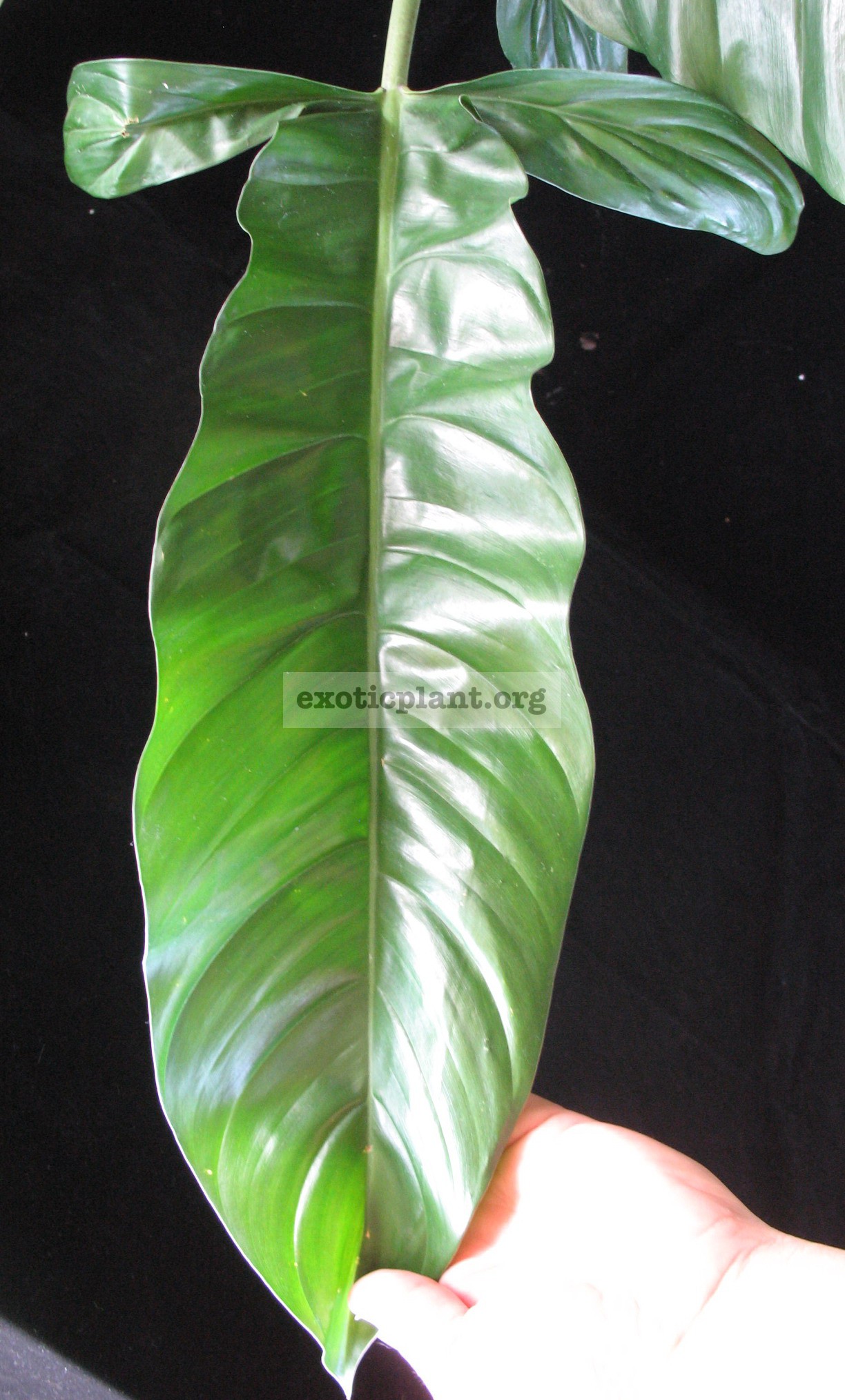 Philodendron sp.(T10) 44