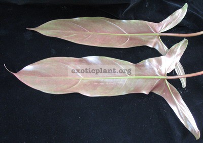 Philodendron sp.(T15) 24
