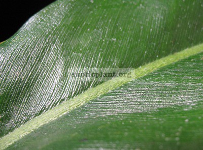 Philodendron sp.(T18 ) (pig skin) 75