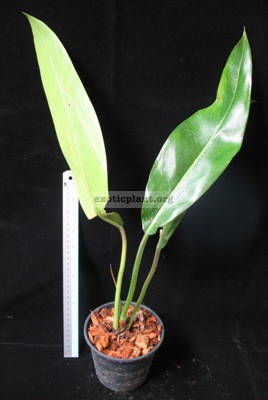 Philodendron sp.(T18 ) (pig skin) 75