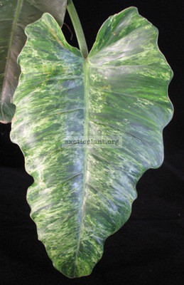 Philodendron sp.(T24) variegated 75