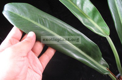 Philodendron sp.(T34) 35