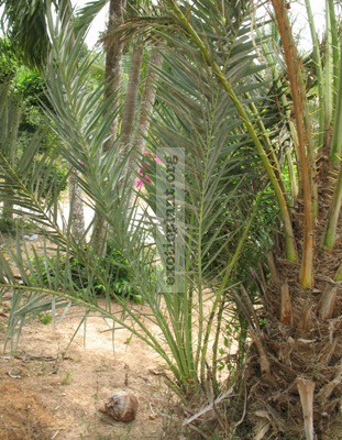 Phoenix sylvestris (seedling) (Palm) 26