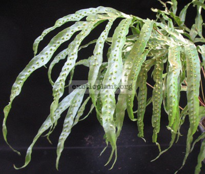 Phymatodes nigrescens (Philippines) 30