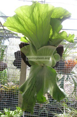 Platycerium Antis(andinum x elephantotis) взрослое растение