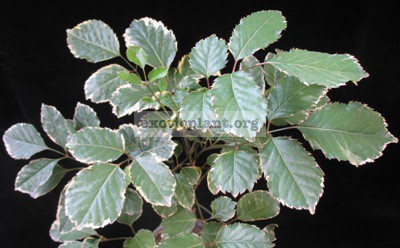 Polyscias paniculata albomarginata 20-30