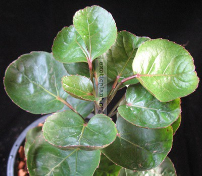 Polyscias scutellaria (brown margin leaf)’ 20