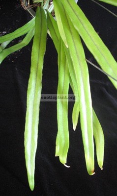 Pyrrosia longifolia ‘Chanthaburi’ 24
