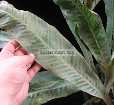 Pyrrosia sp.(T02) Giant leaf 44