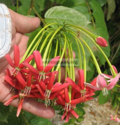 Quisqualis indica (big flower) 20