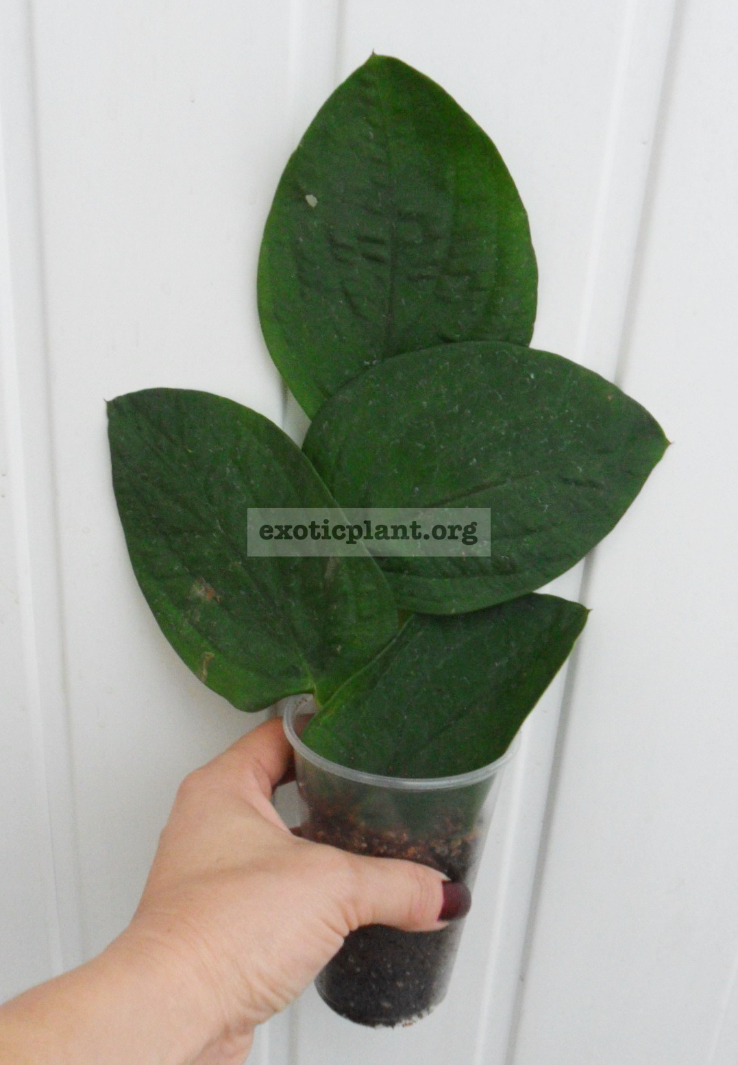 Rhapidophora celatocaulis (Philippines) big leaf 20