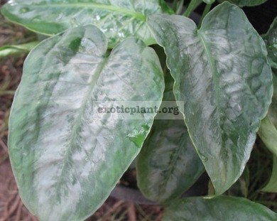 Schismatoglottis picta (curly leaf) 20