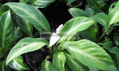 Spathiphyllum floribundum Mini 10