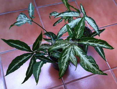 Syngonium Little Star ювенильные листья уже 5-ти лопастные 12