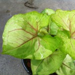 Syngonium Rassamee Thong variegated 20