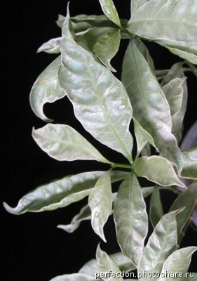 Tabernaemontana divaricata ‘Silver leaf’ 20