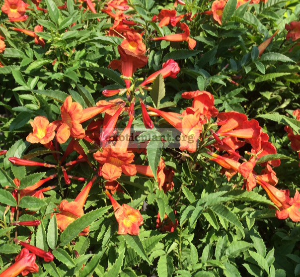 Tecoma stan (orange flower) 30