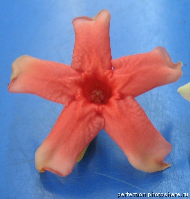 Wrightia dubia (red flower) 30