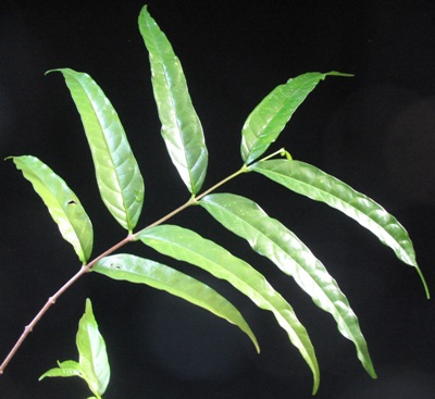 Wrightia dubia(red flower)(long leaf) 35