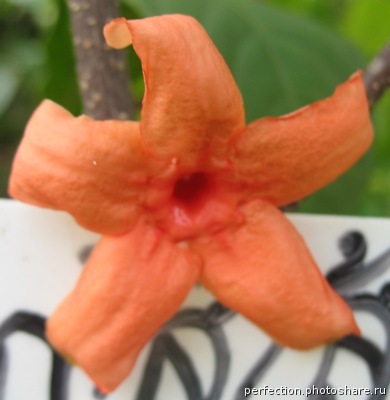 Wrightia sp.(orange flower) Chanthaburi Thailand 26