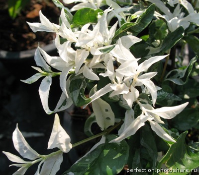 Wrightia sp. white variegated 24