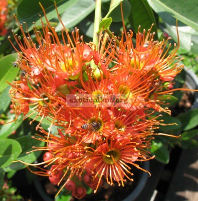 Xanthostemon sp.(T01) orange flower (EP) 20