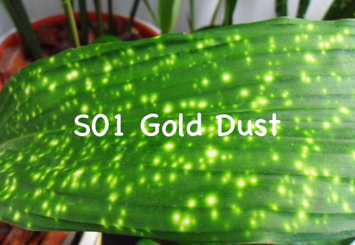 aspidistra (S01) Gold Dust