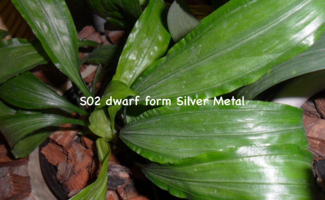 aspidistra (S02) dwarf form Silver Metal