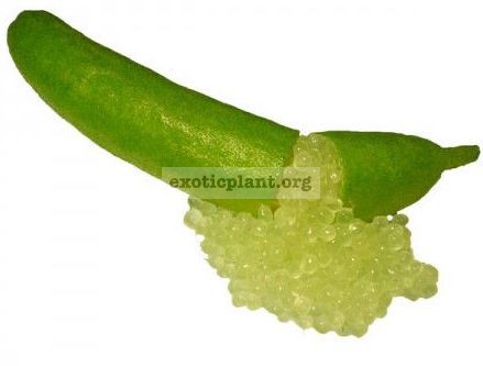 australian finger lime Chartreuse 23-40