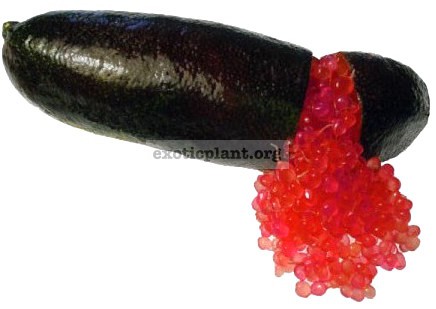 australian finger lime Crimson Tide 23-40
