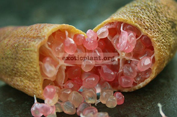 australian finger lime Pink Pearl 23-40