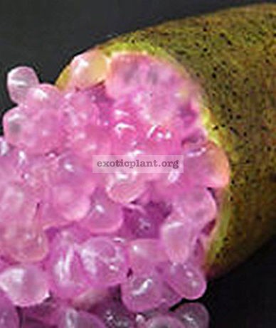 australian finger lime Purple Bliss 23-40