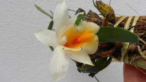 215 Dendrobium christyanum Fragrant BS 20