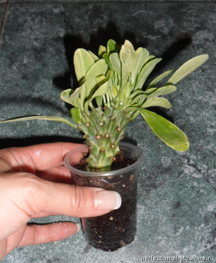 Euphorbia neriifolia No.3 (yellow variegated) small size 26