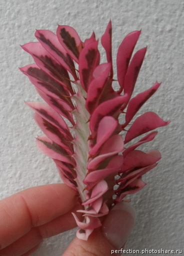 Euphorbia trigona tricolor 26