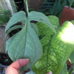 Monstera Blue Spiderman 60