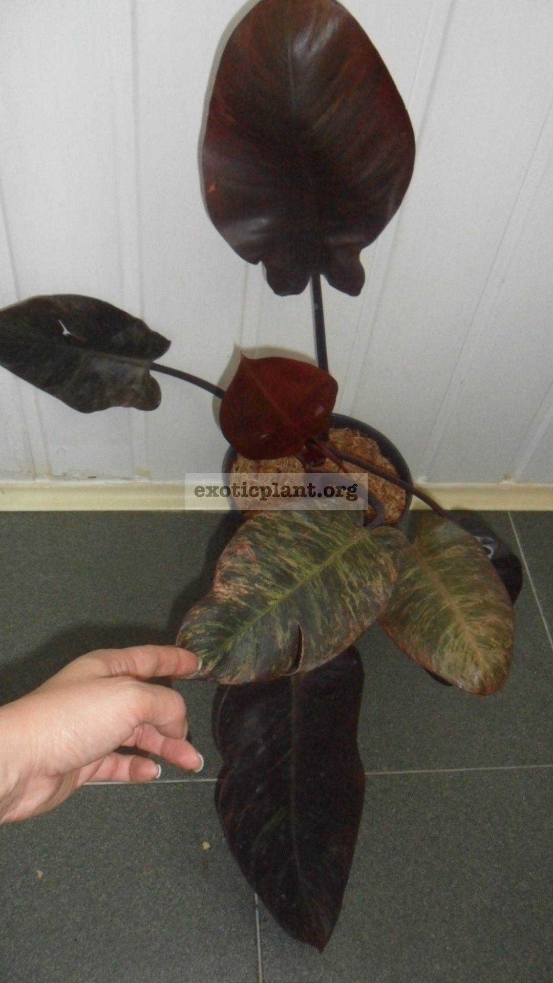 philodendron Black Cardinal variegated (№2) 90-120